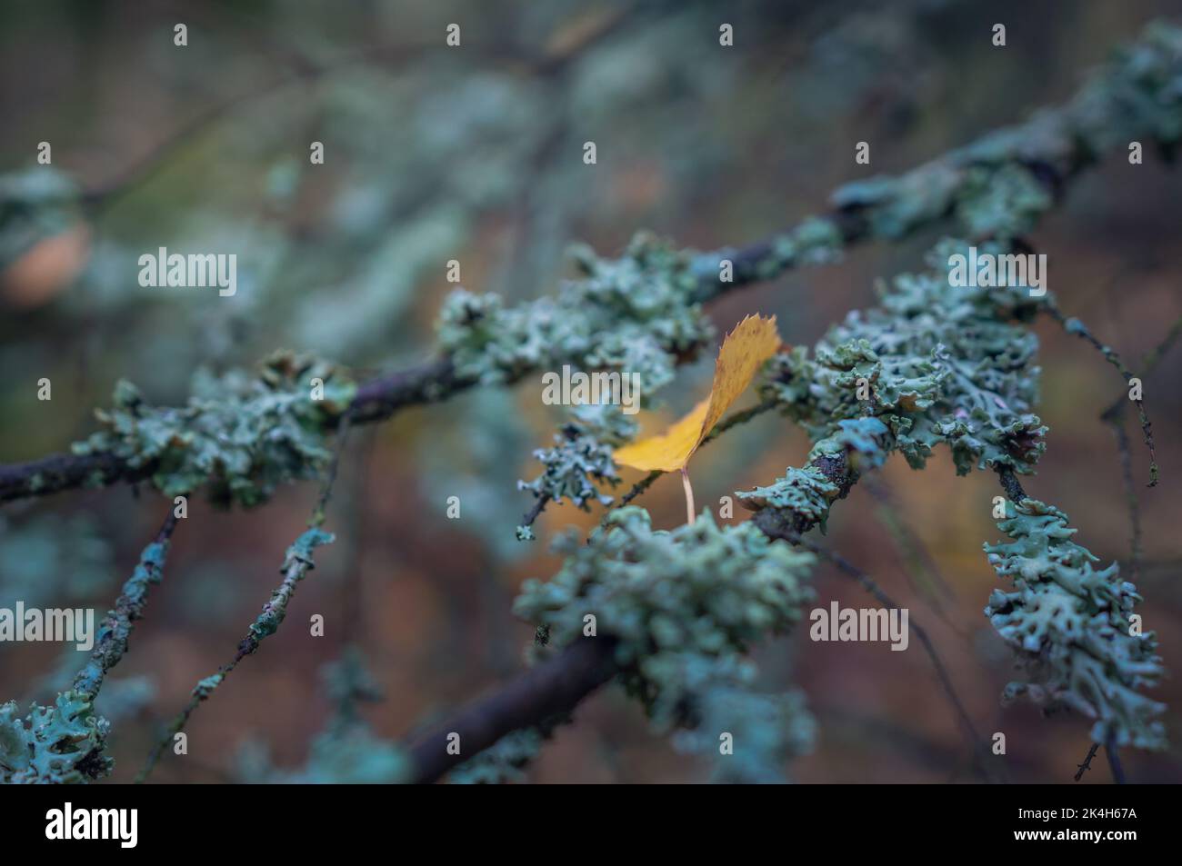 An autumn yellow leaf fell on an old branch overgrown with moss and lichen Stock Photo