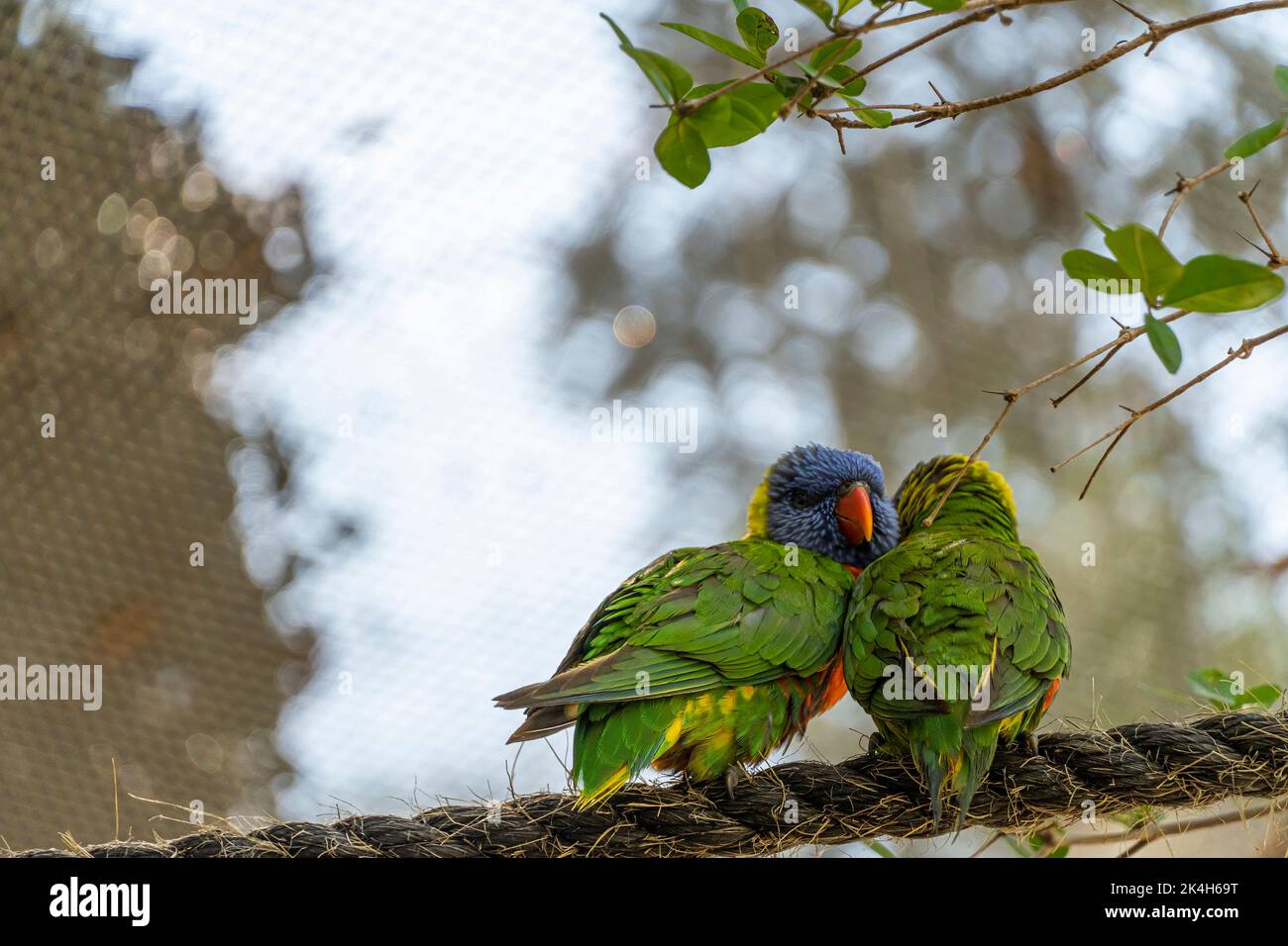 two loving birds, playing in the grass, one yellow green and one blue ...