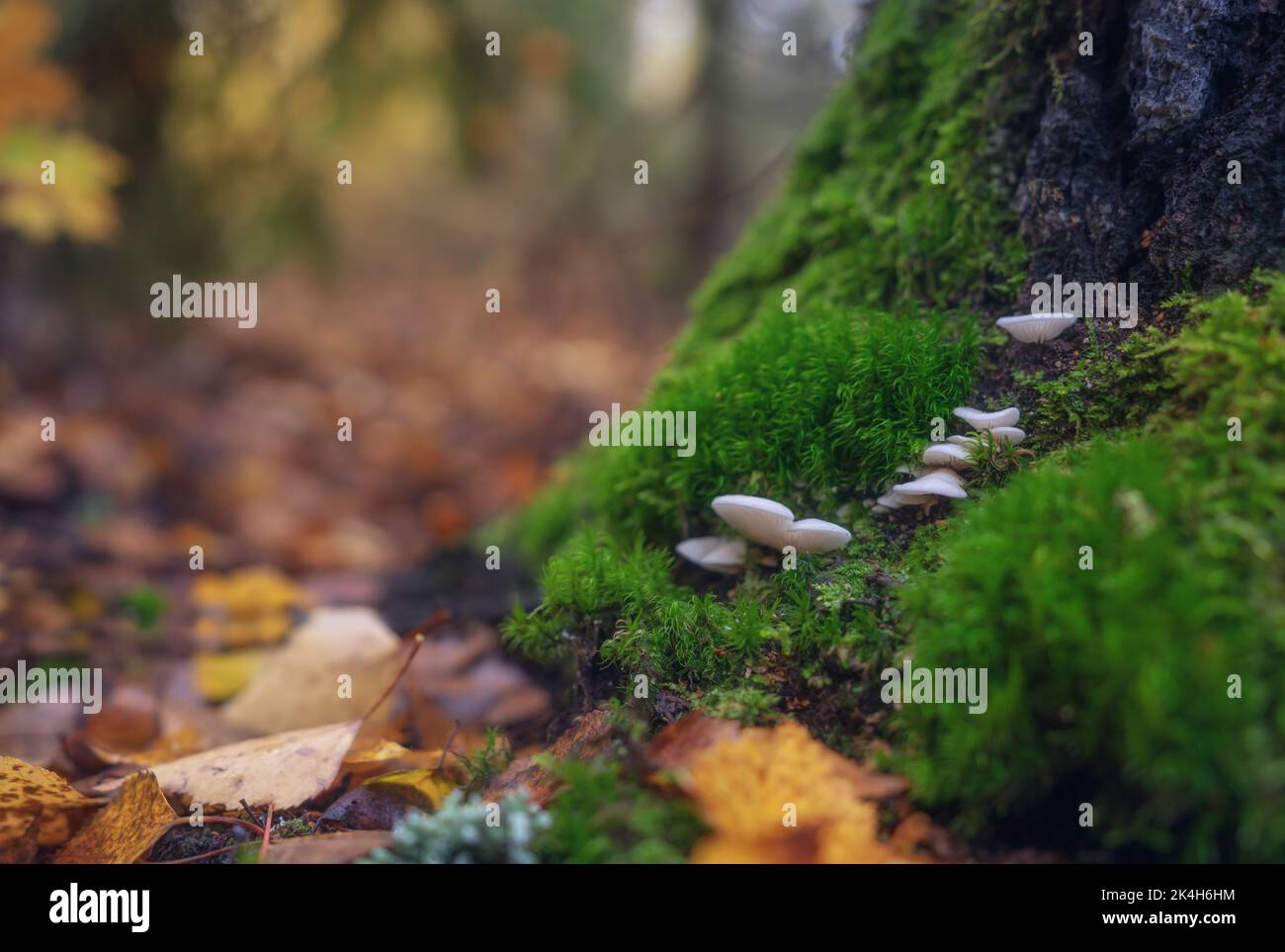 Mushrooms grown in moss on a tree trunk among fallen autumn foliage Stock Photo