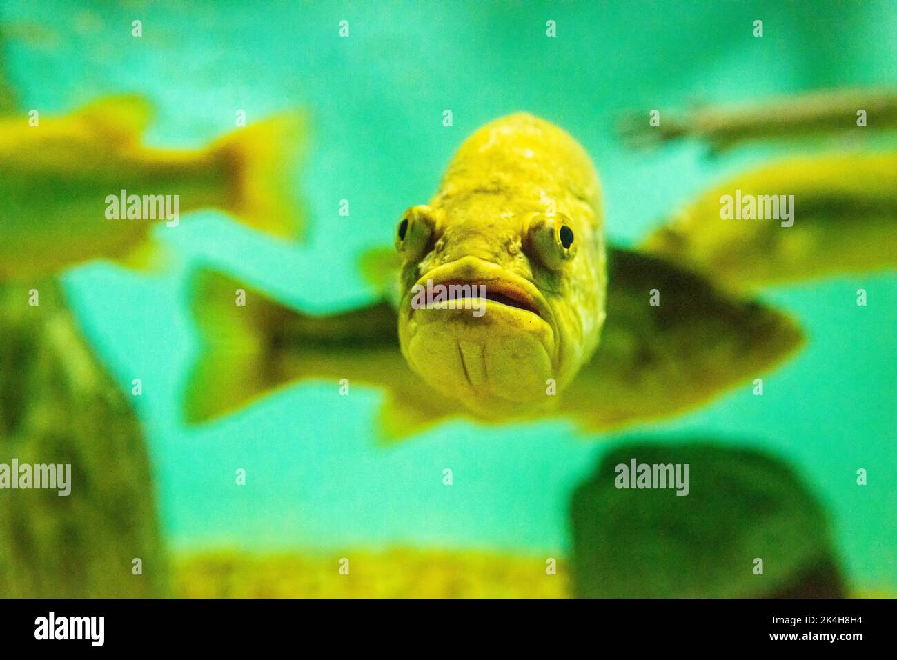 Fish with inquisitive expression hi-res stock photography and images ...