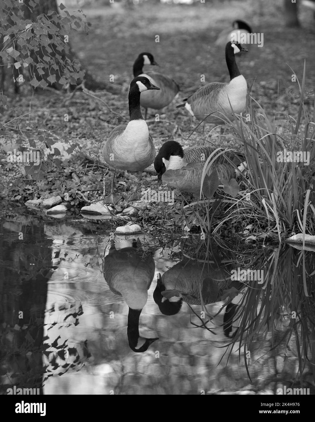 Canadian goose nest Black and White Stock Photos & Images Alamy