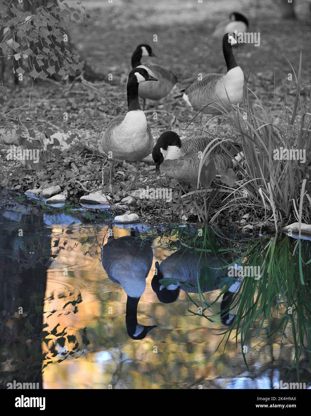 A vertical grayscale shot of a flock of Canadian geese near a