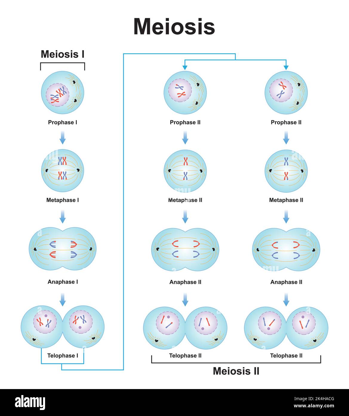 Scientific Designing of Meiosis Phases. Germ Cell Division Process. Colorful Symbols. Vector Illustration. Stock Vector