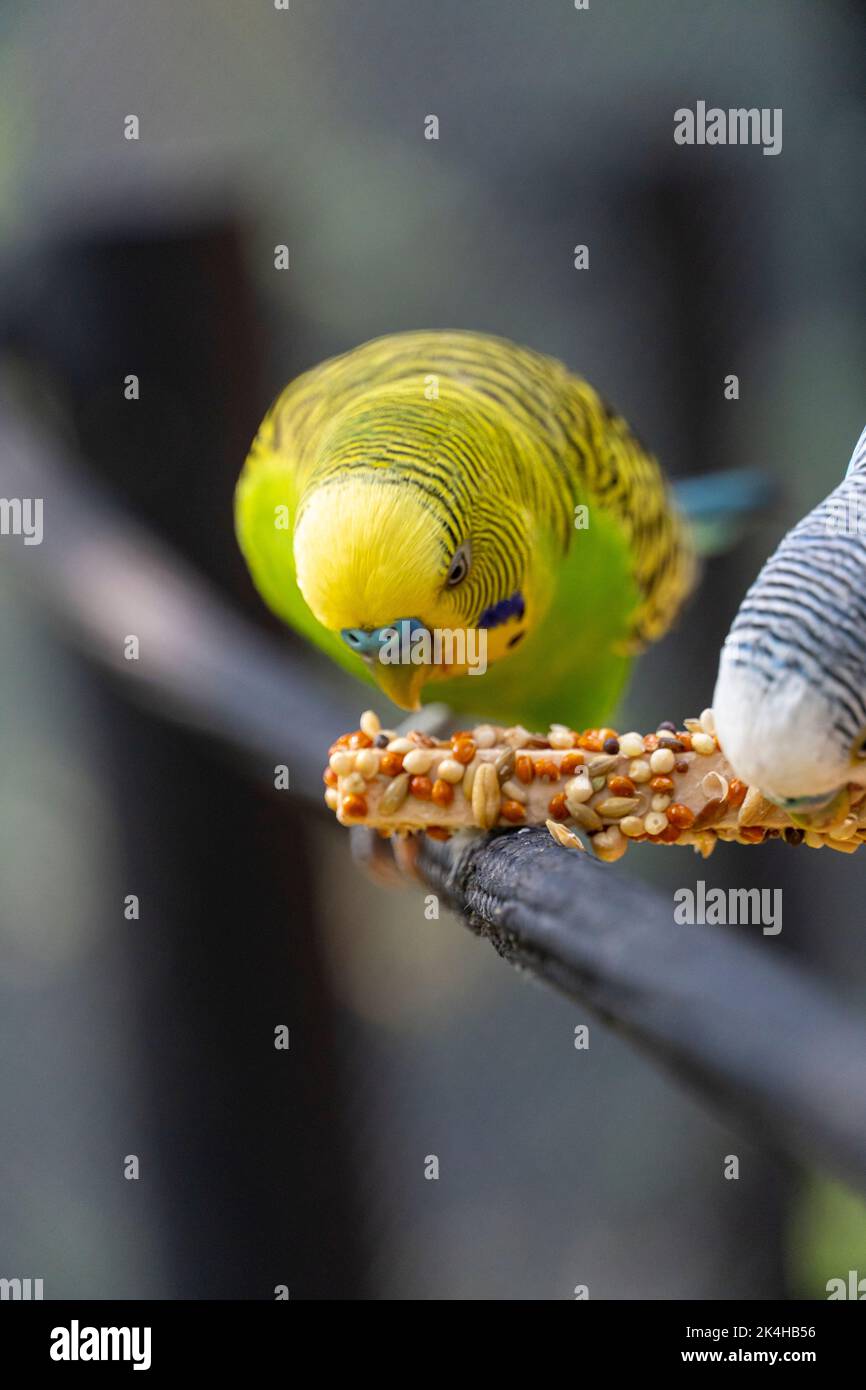 parakeet bird eating seeds standing on a wire, background with bokeh