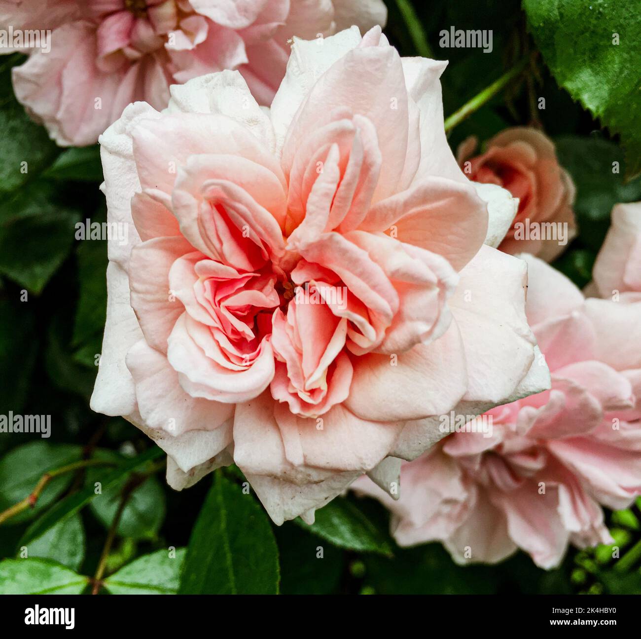 A close up of a flower Stock Photo