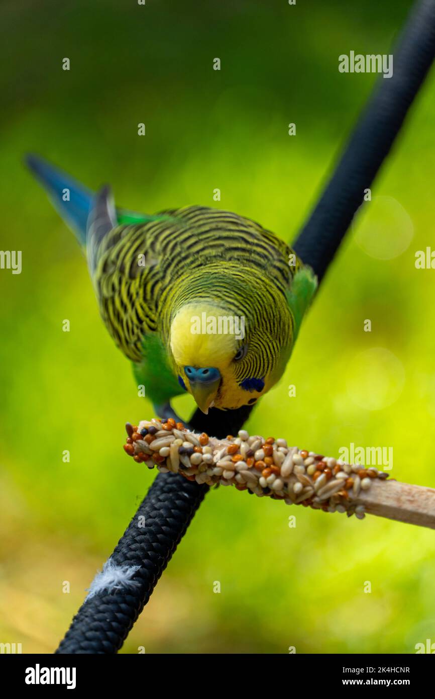 parakeet bird eating seeds standing on a wire, background with bokeh