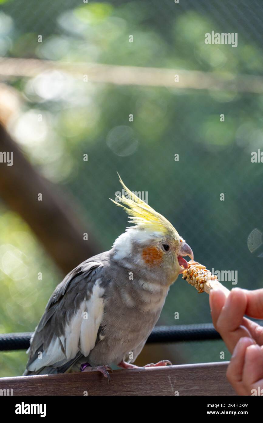 Nymphicus hollandicus, young woman giving food to a bird, grains stuck