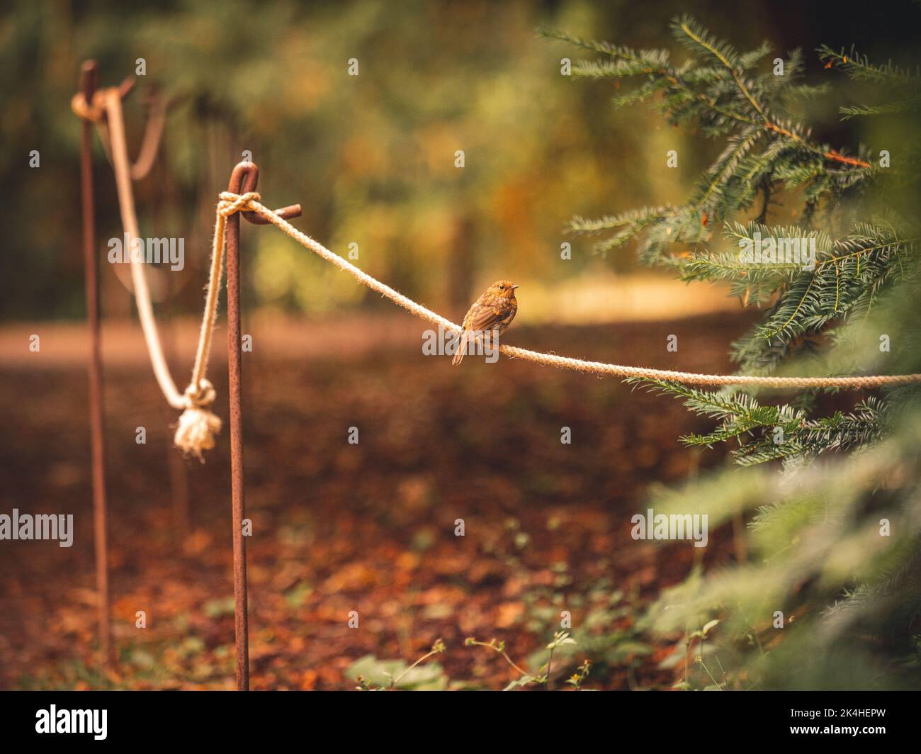 Robin on rope hi-res stock photography and images - Alamy