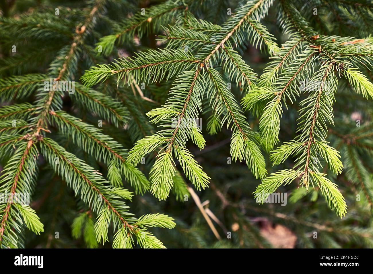 Pine Tree Closeup Stock Photo Alamy
