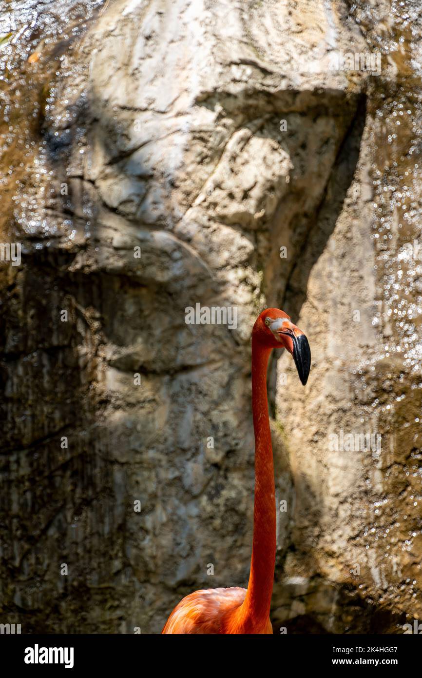 Phoenicopterus ruber flamingos inside a fountain in the background a ...