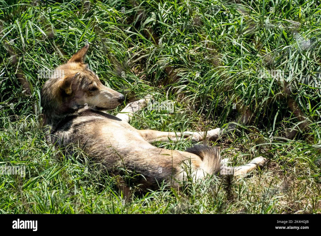 Canis lupus mexican gray wolf at the zoo, behind a mesh containing it ...