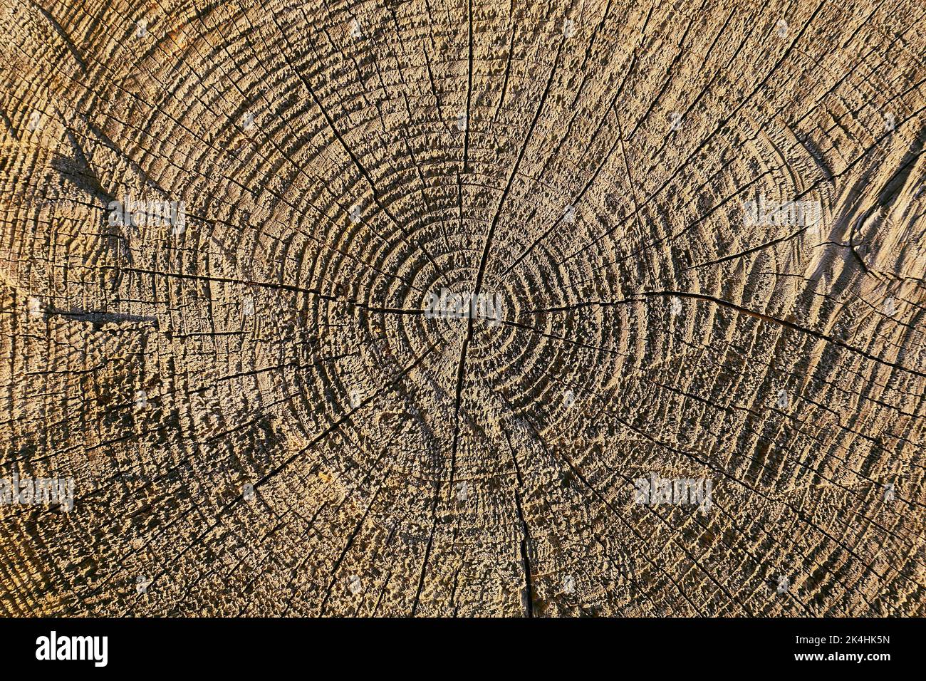 Tree trunk texture Stock Photo