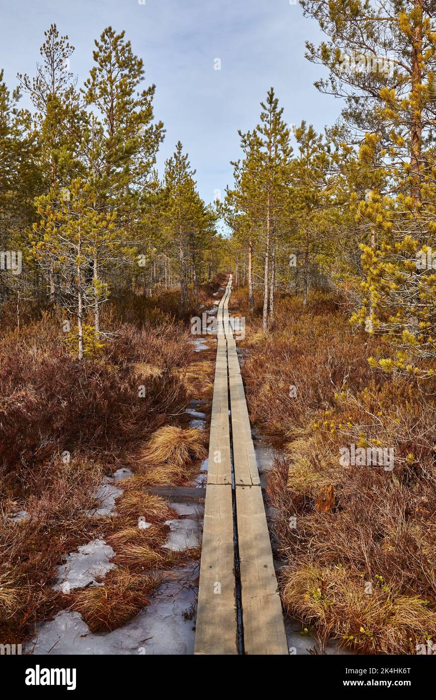 Swamps in Finland Stock Photo