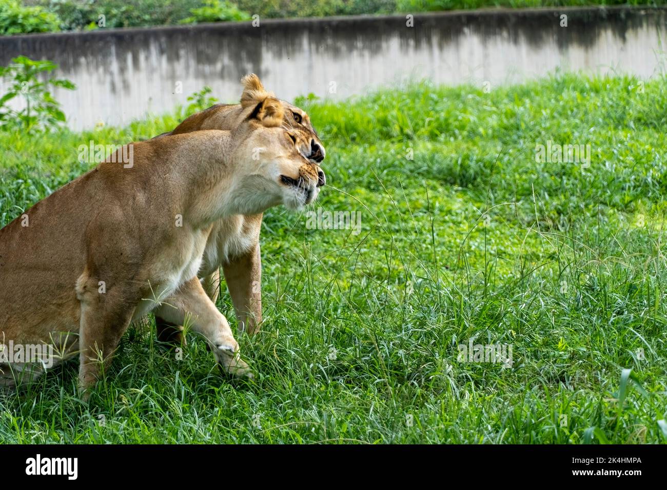 Panthera leo, two lionesses playing in the grass, while biting and ...