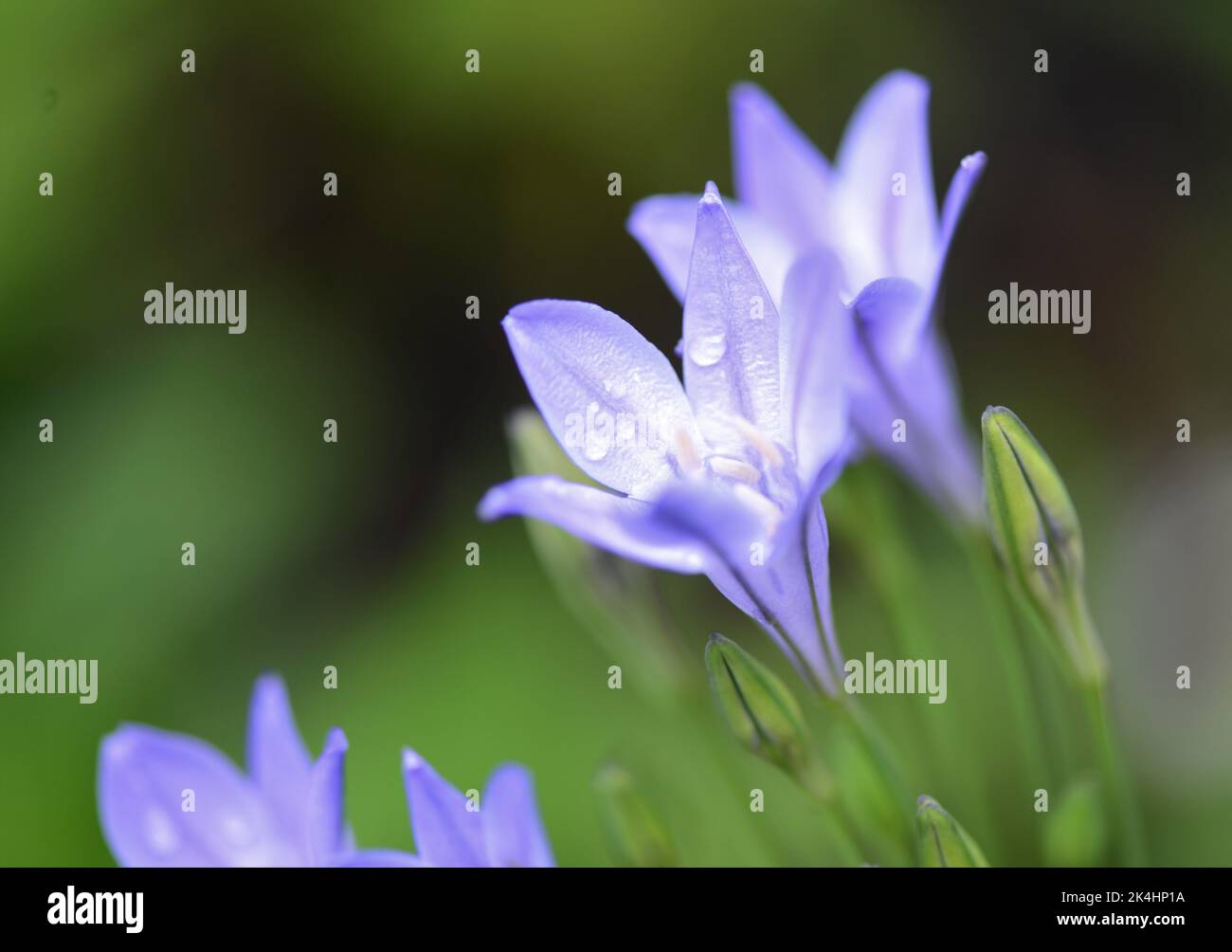 Light blue flowers Stock Photo Alamy