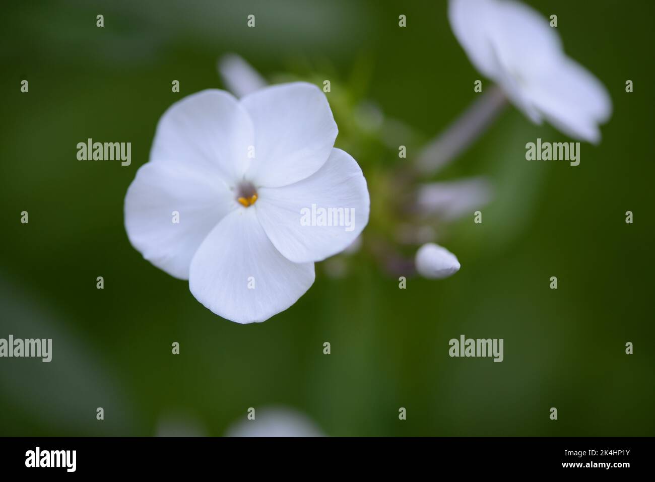 White Phlox flowers Stock Photo