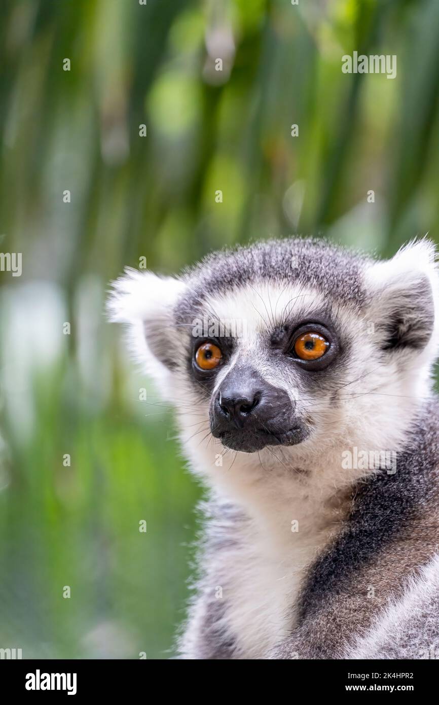 ring tailed lemur, sitting observing its environment, hairy animal, cousin of the monkey or apes Stock Photo