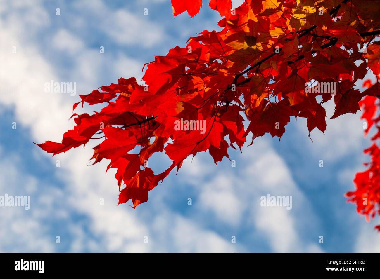Maple leaves turned red and orange with a blue sky and white clouds, horizontal Stock Photo