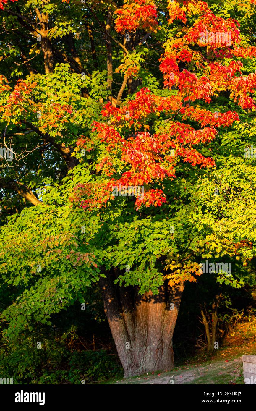 Maple tree turning red and orange in October, vertical Stock Photo