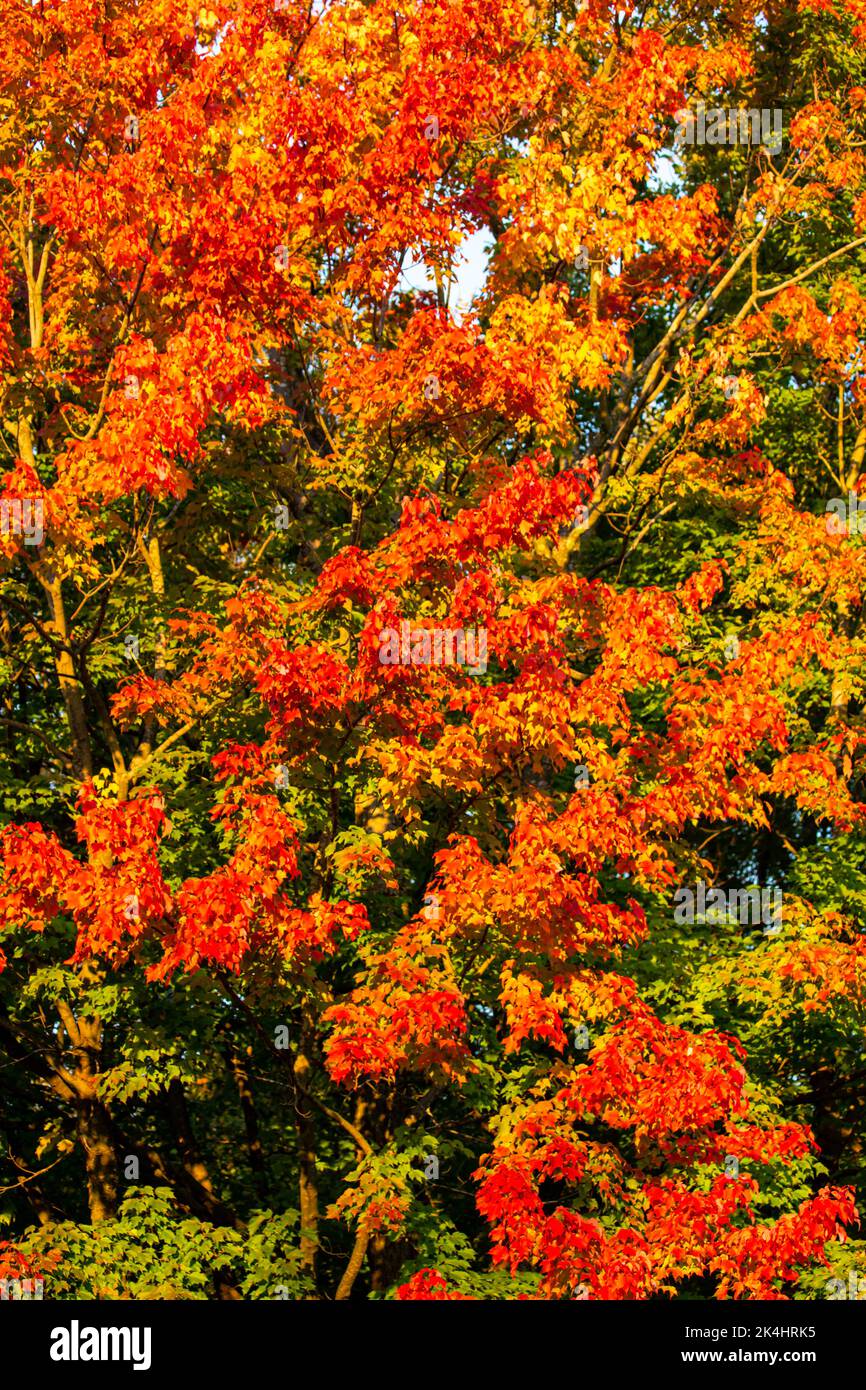 Maple tree turning red and orange in October Stock Photo