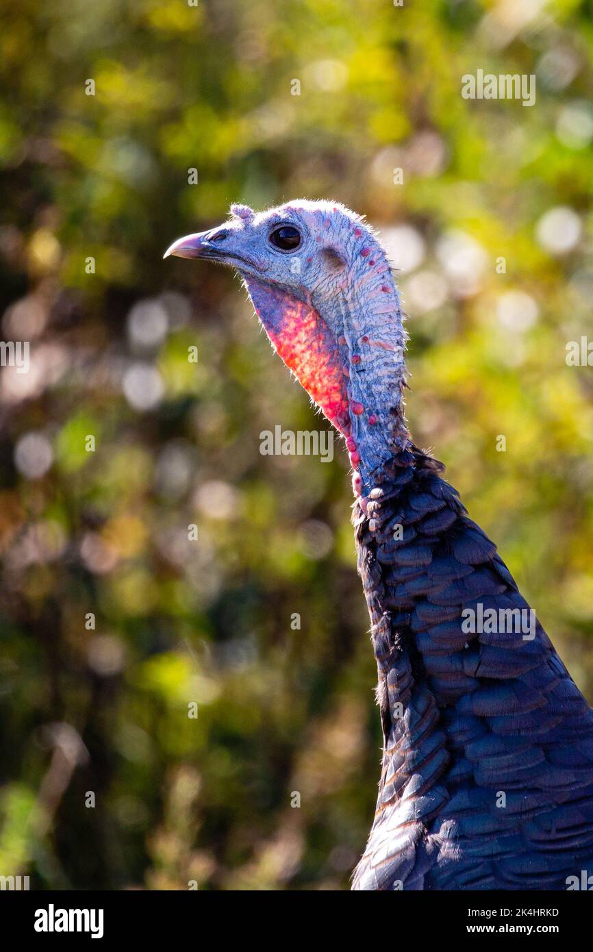 Wild Turkey (Meleagris gallopavo) close up in a Wisconsin forest, vertical Stock Photo