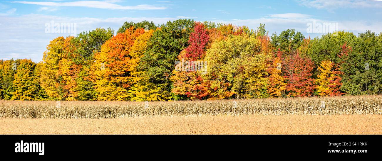 Wisconsin corn, soybeans and colorful autamn trees in October, panorama Stock Photo