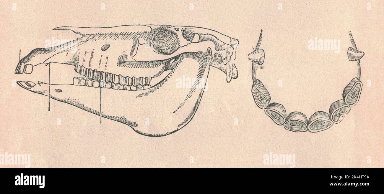 Antique engraved illustration of the horse skull and horses incisors