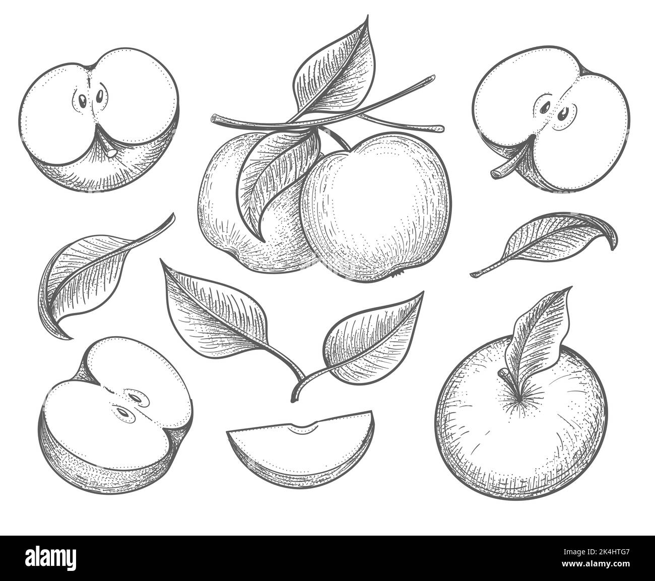 Vector outline apple slice fruit hi-res stock photography and images - Page  3 - Alamy
