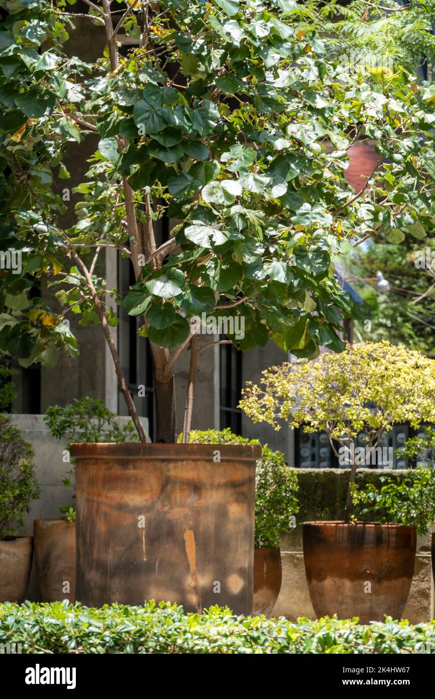large clay pots, with trees in the pots and vegetation around them