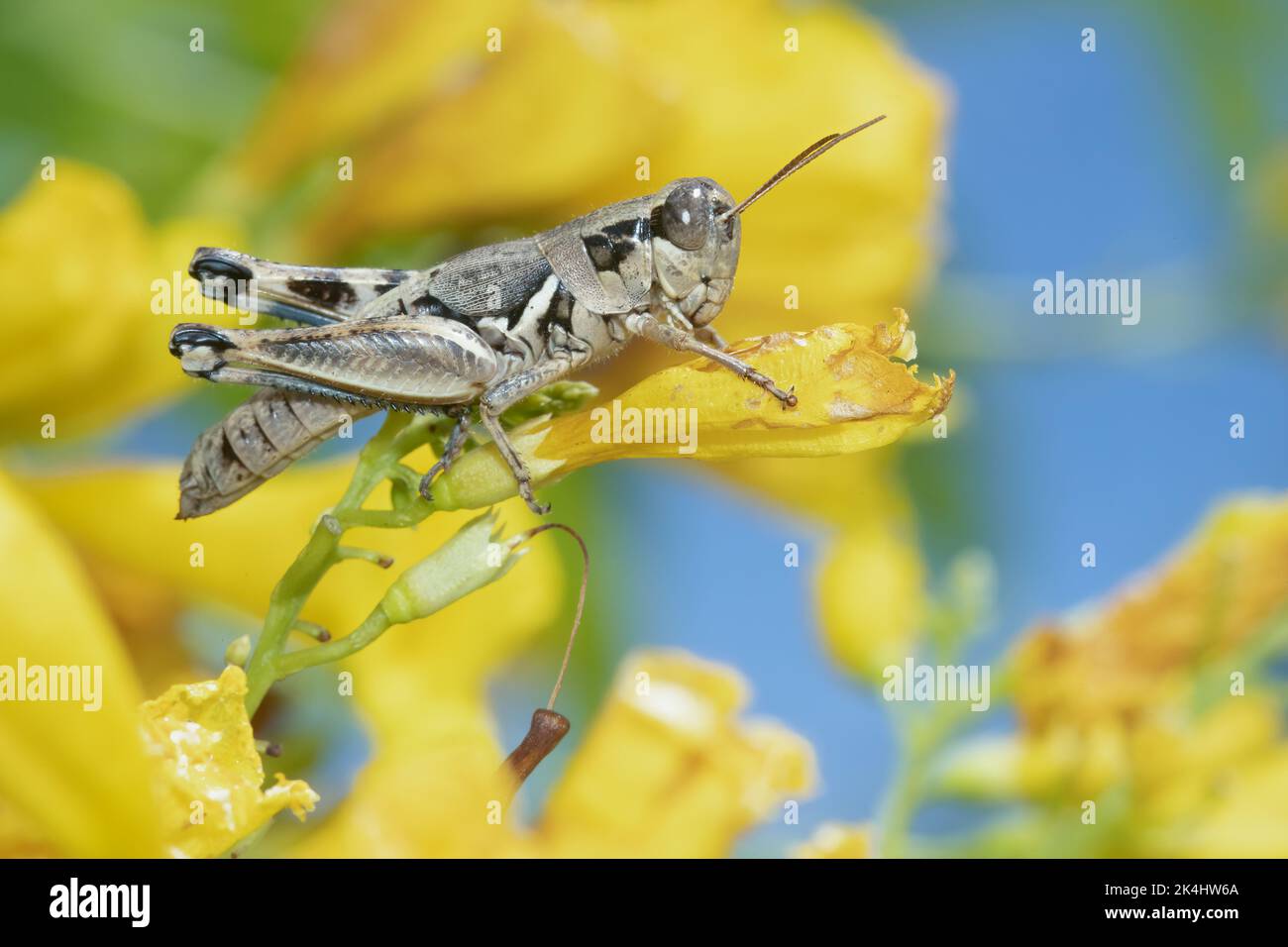 A lakin grasshopper feeds on a flowering esperanza shrub at Mitchell Lake near San Antonio, Texas. Stock Photo