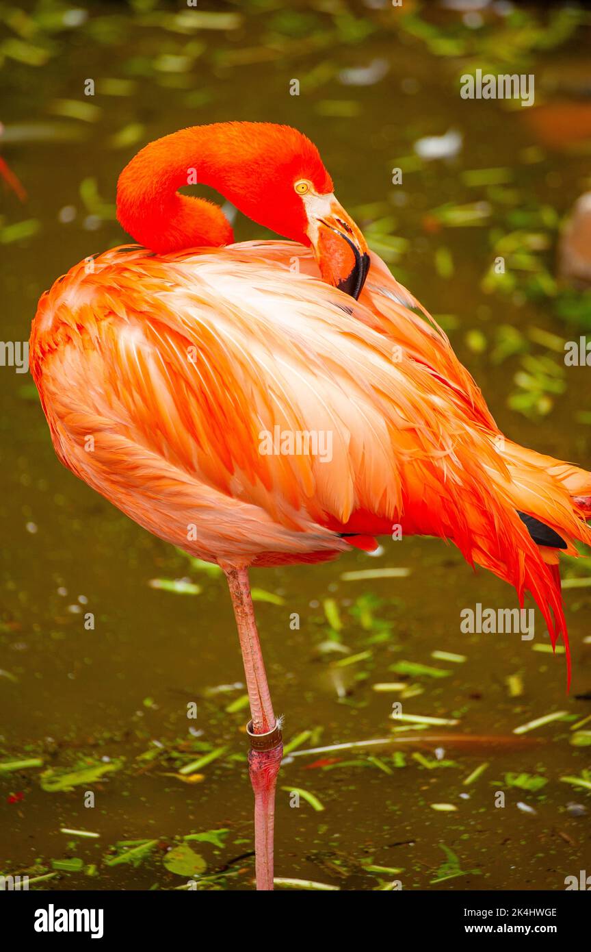 American flamingo is a large species of flamingo natural from Central