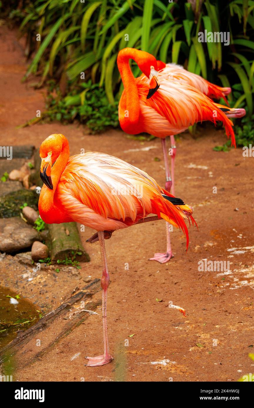 American flamingo is a large species of flamingo natural from Central
