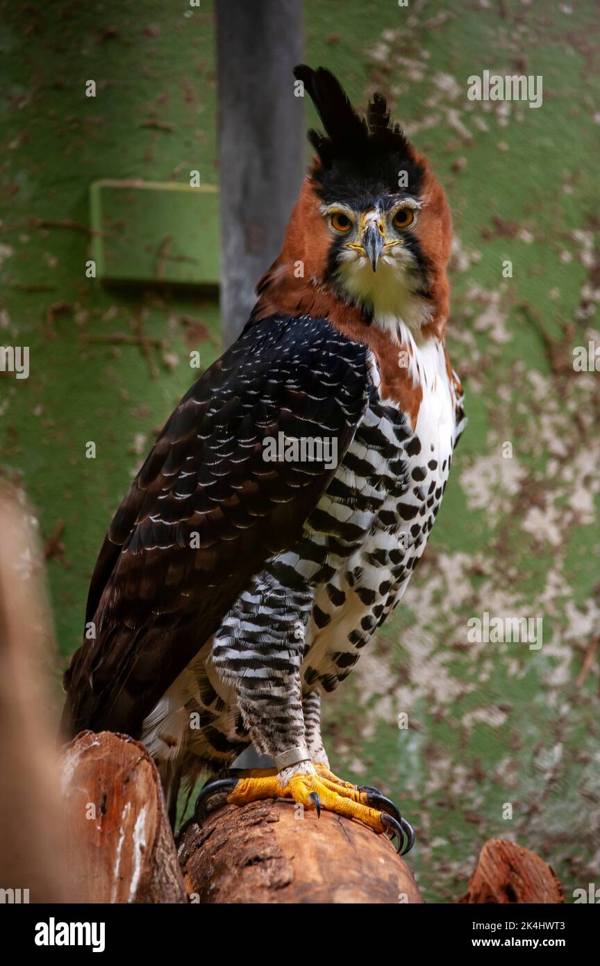 Ornate hawk-eagle (Spizaetus ornatus,) is a fairly large bird of prey from the tropical Americas Stock Photo