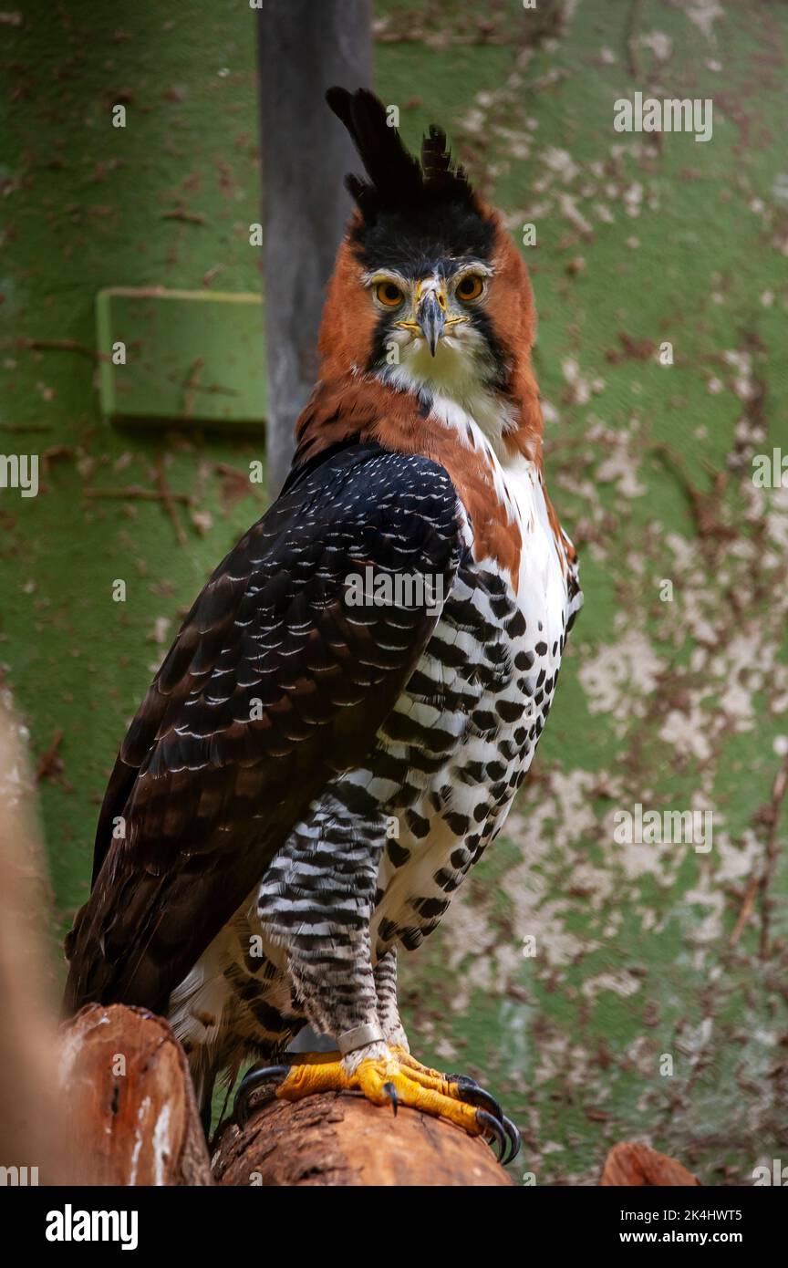 Ornate hawk-eagle (Spizaetus ornatus,) is a fairly large bird of prey from the tropical Americas Stock Photo