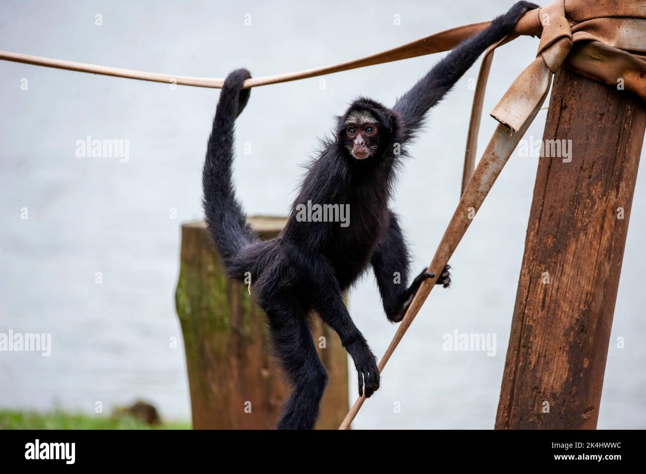 Spider monkey is a common animal on the Amazon Forest Stock Photo - Alamy
