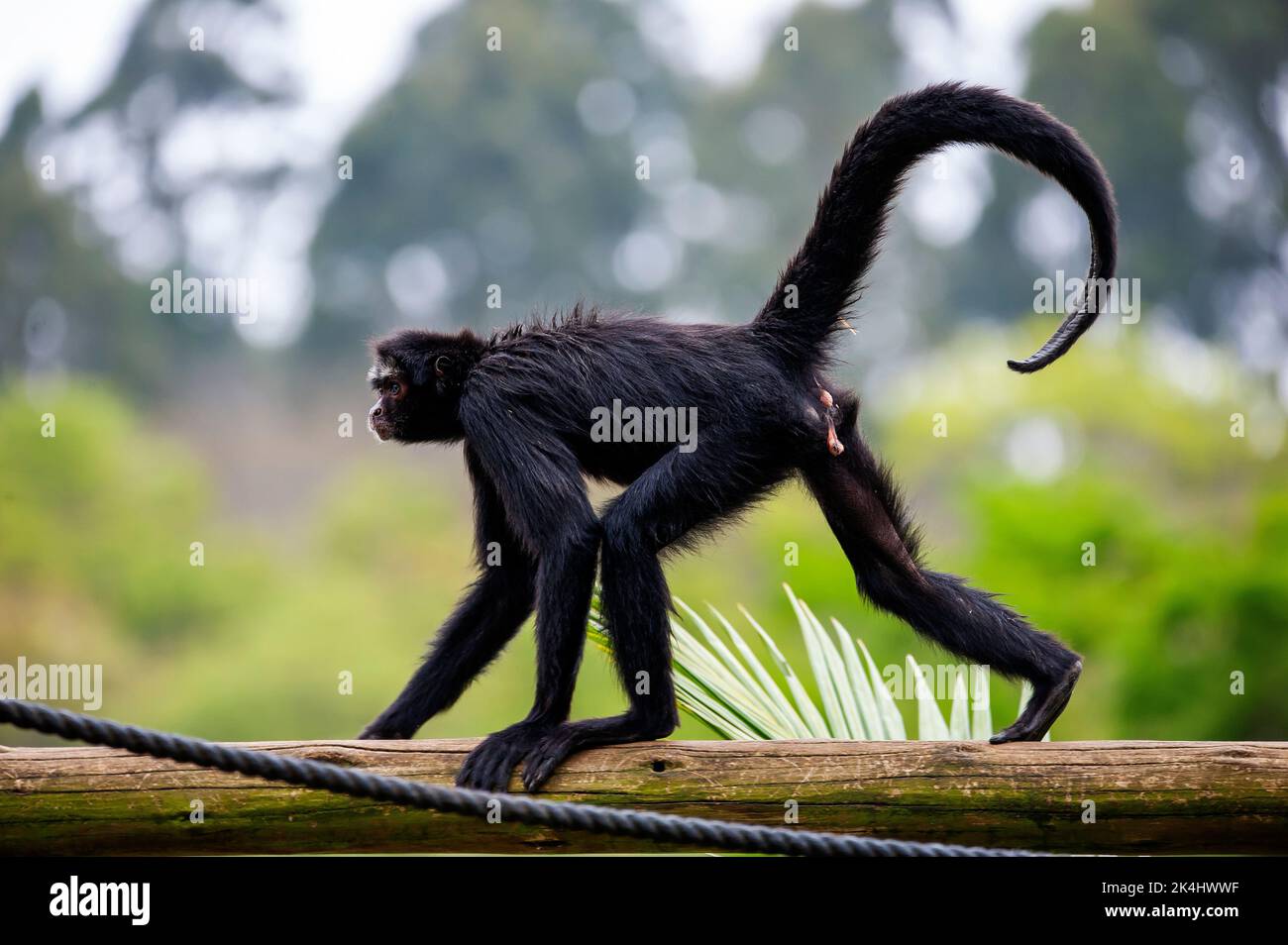 Spider monkey is a common animal on the Amazon Forest Stock Photo - Alamy