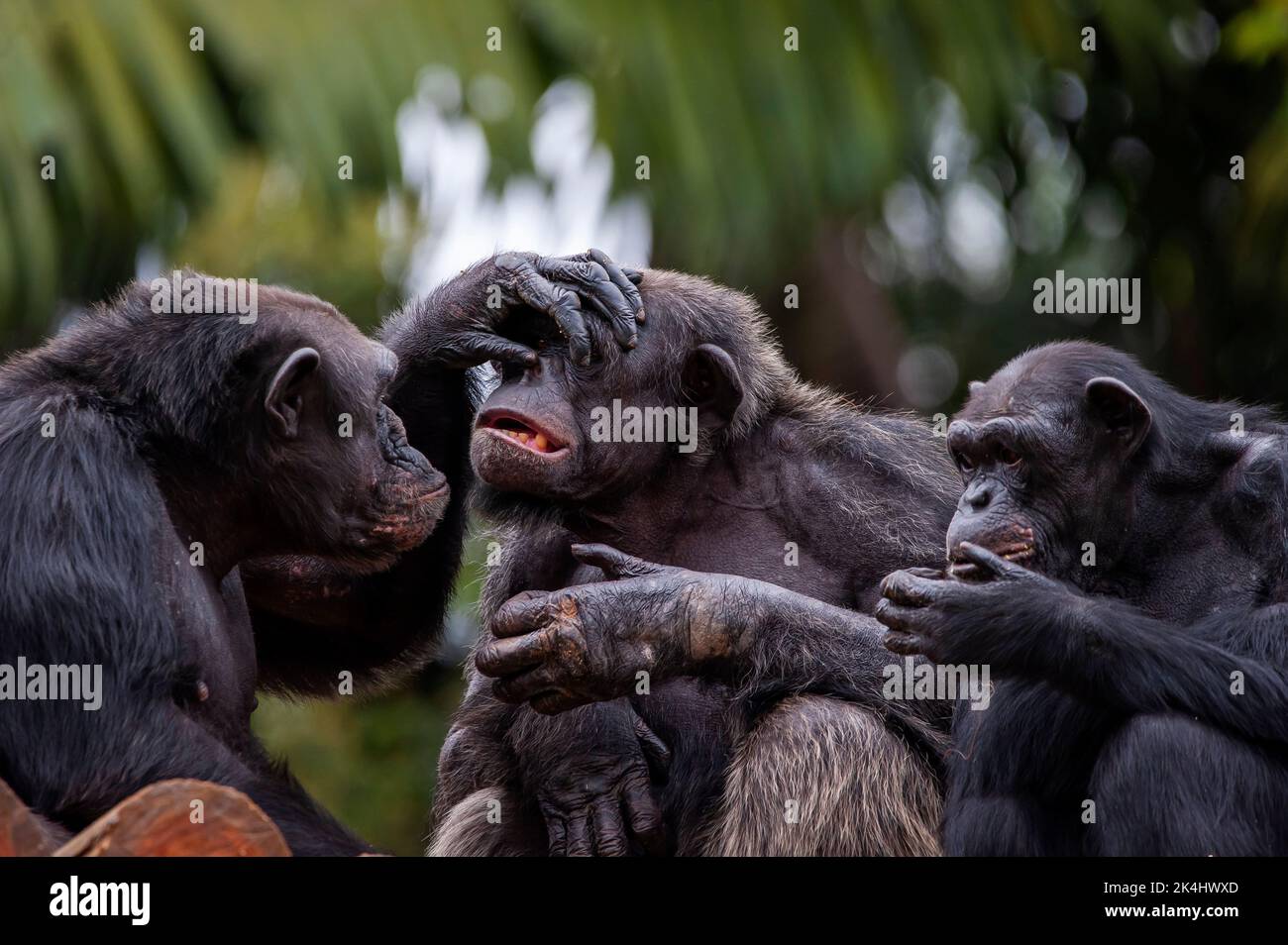 Chimpanzee, also known as chimp, showing their sociable behavior, is a species of great ape living mainly in the forest and savannah of  Africa. Stock Photo