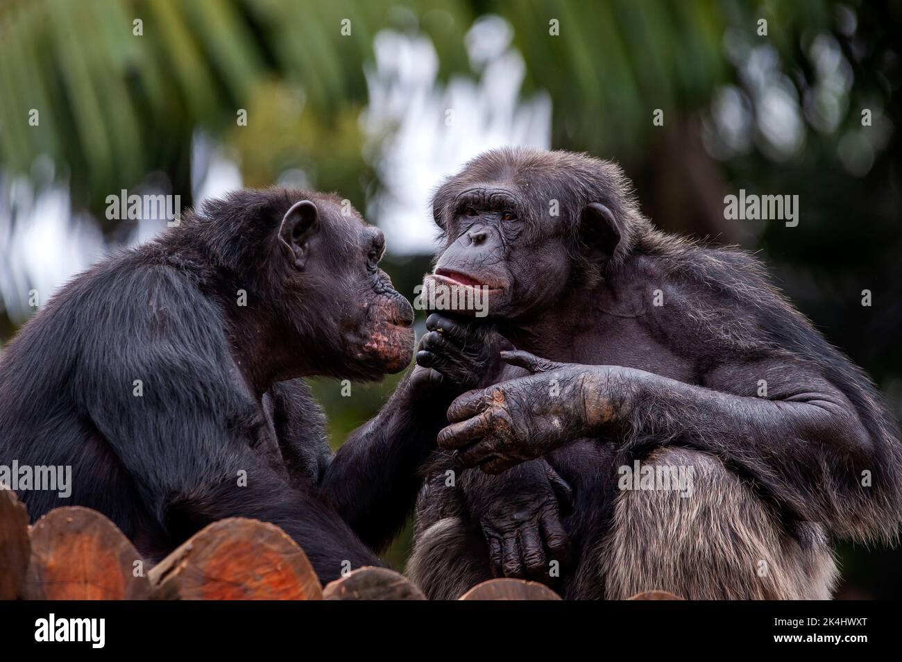 Chimpanzee, also known as chimp, showing their sociable behavior, is a species of great ape living mainly in the forest and savannah of  Africa. Stock Photo