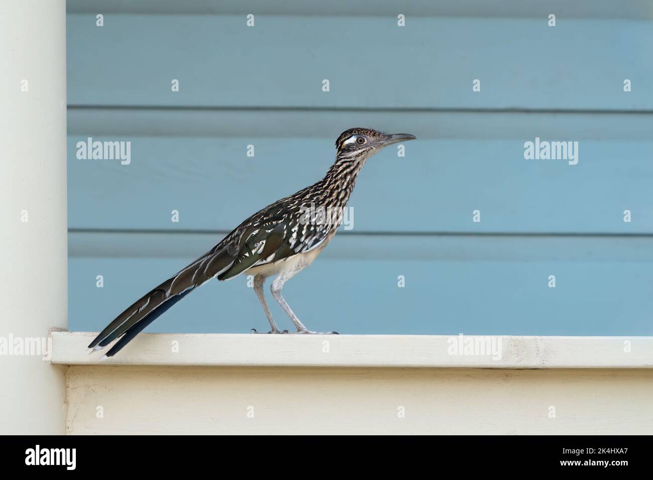 A Greater roadrunner perches on porch railing at Mitchell Lake, San Antonio, Texas. Stock Photo