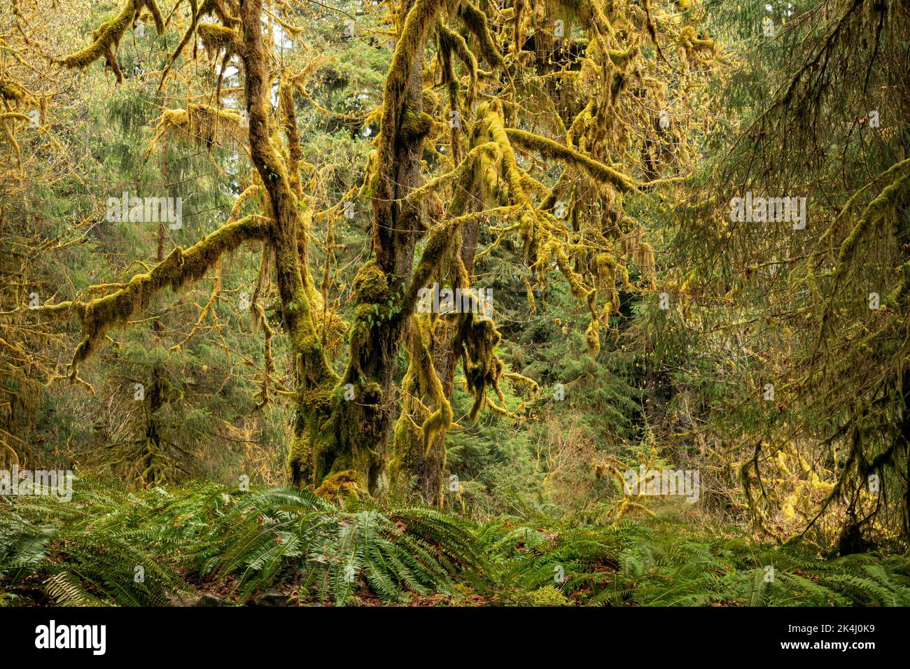 WA22114 00 WASHINGTON Moss Covered Big Leaf Maple Trees And An wa22114-00-washington-moss-covered-big-leaf-maple-trees-and-an