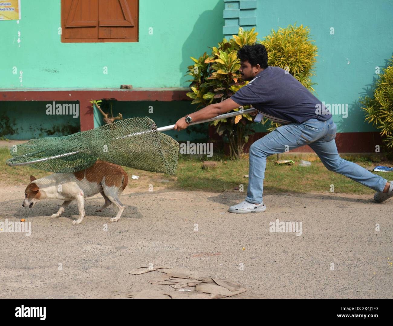 Stray dog control hi-res stock photography and images - Page 2 - Alamy