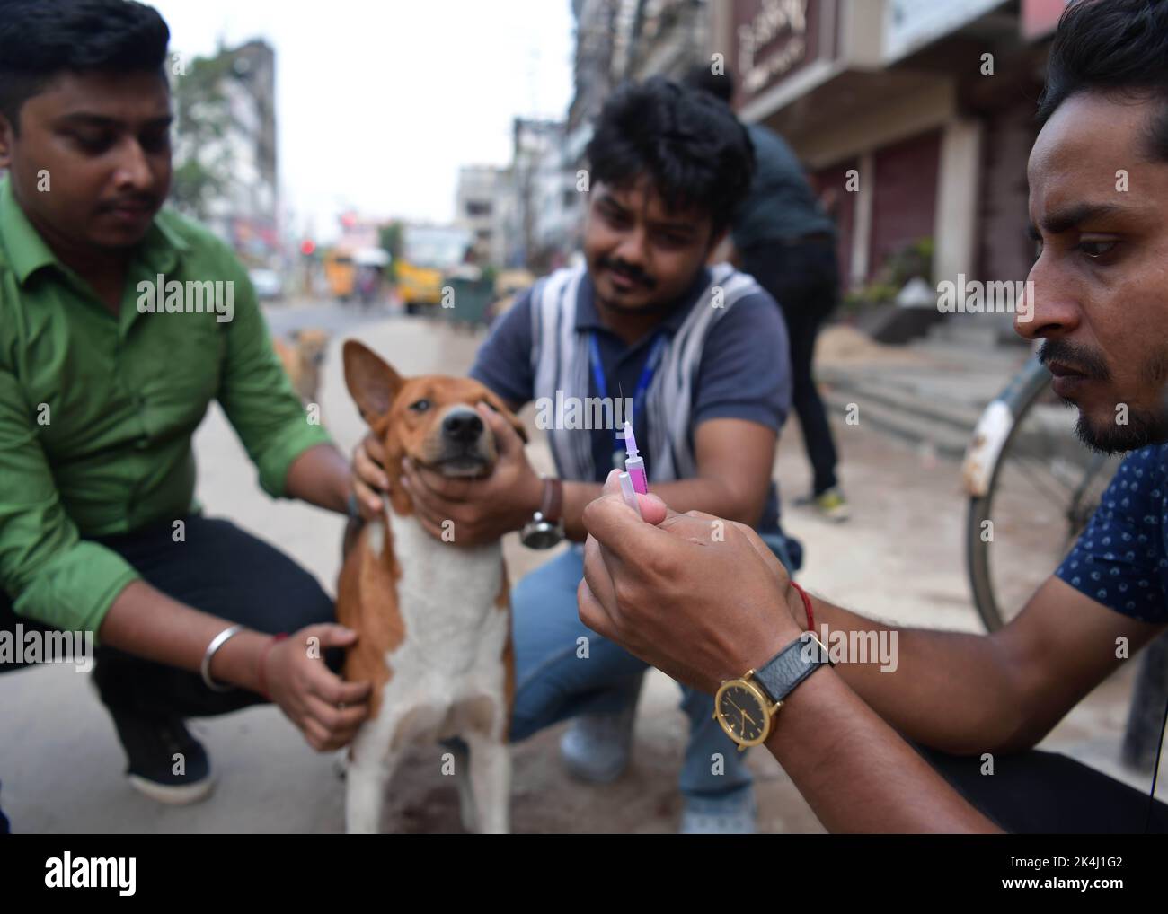 Rabies disease control hires stock photography and images Alamy