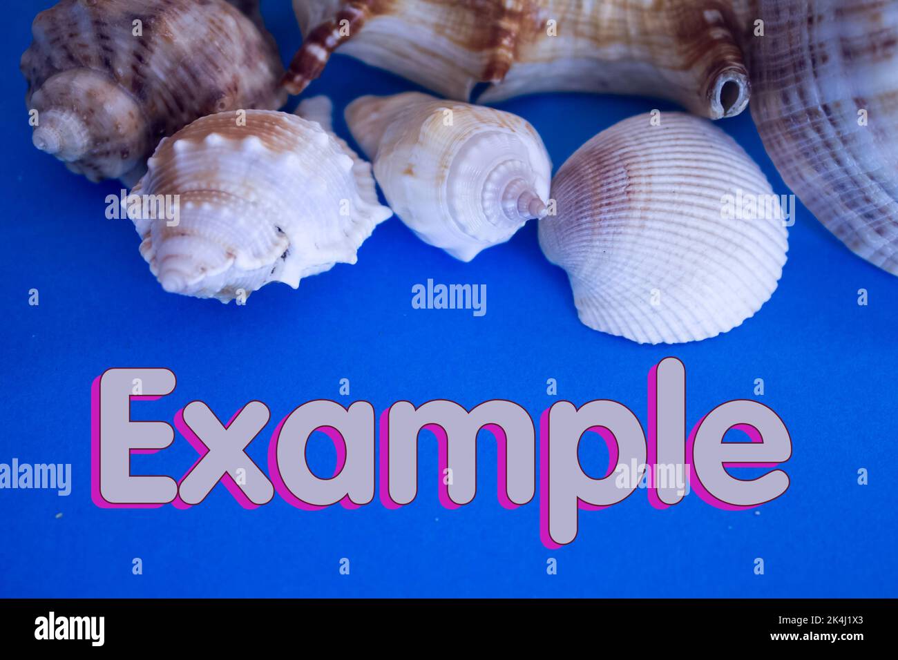Animal Shell, Summer vacation, marine background with Example text. Stock Photo