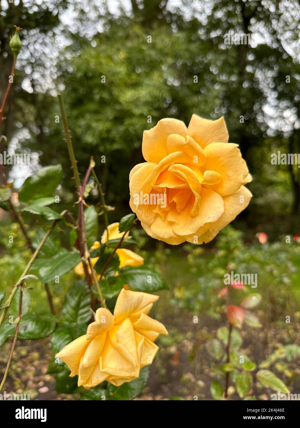 Real Yellow Roses The beautiful yellow roses in the garden Stock Photo - Alamy