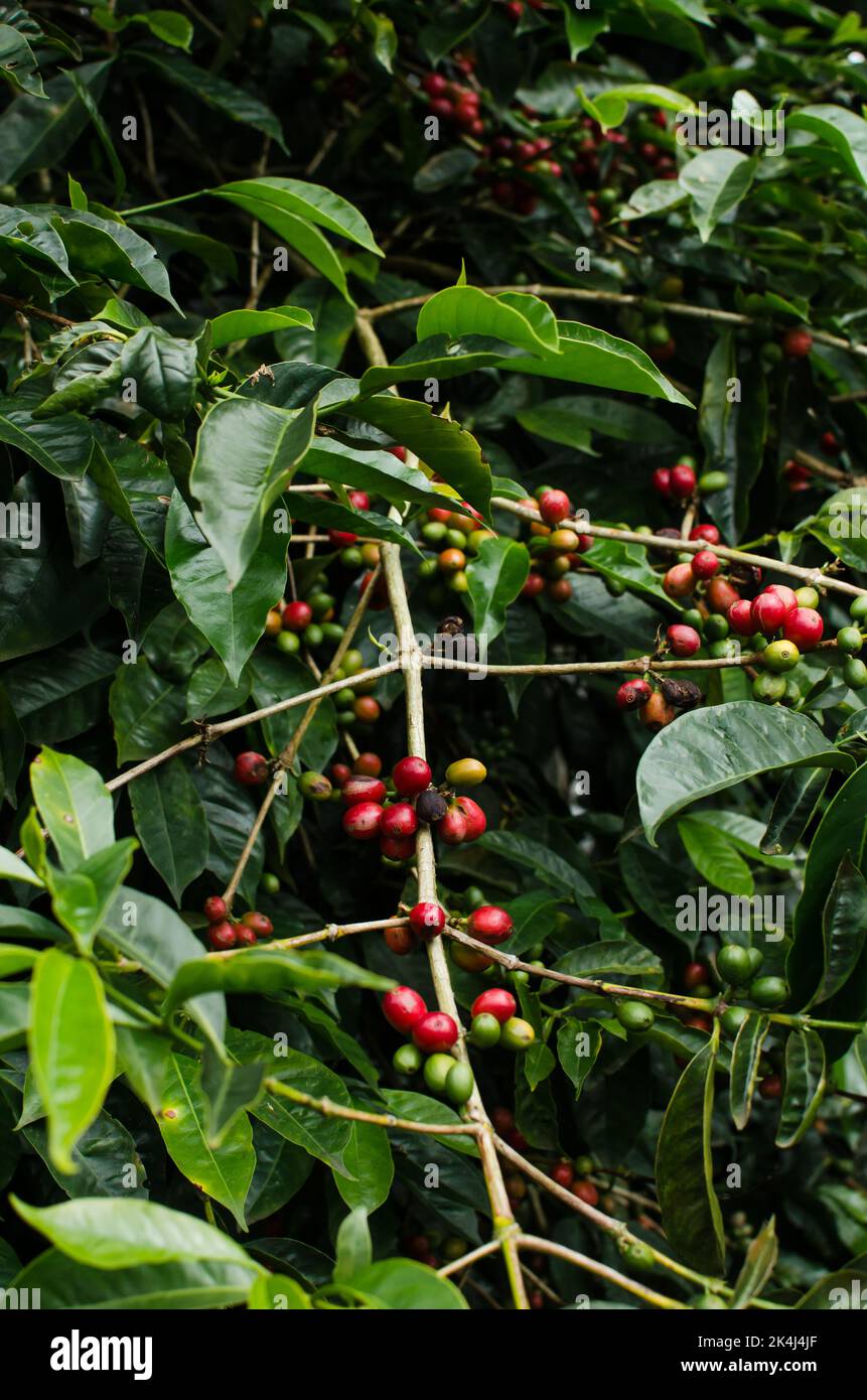 Coffee plantation in Boquete Stock Photo
