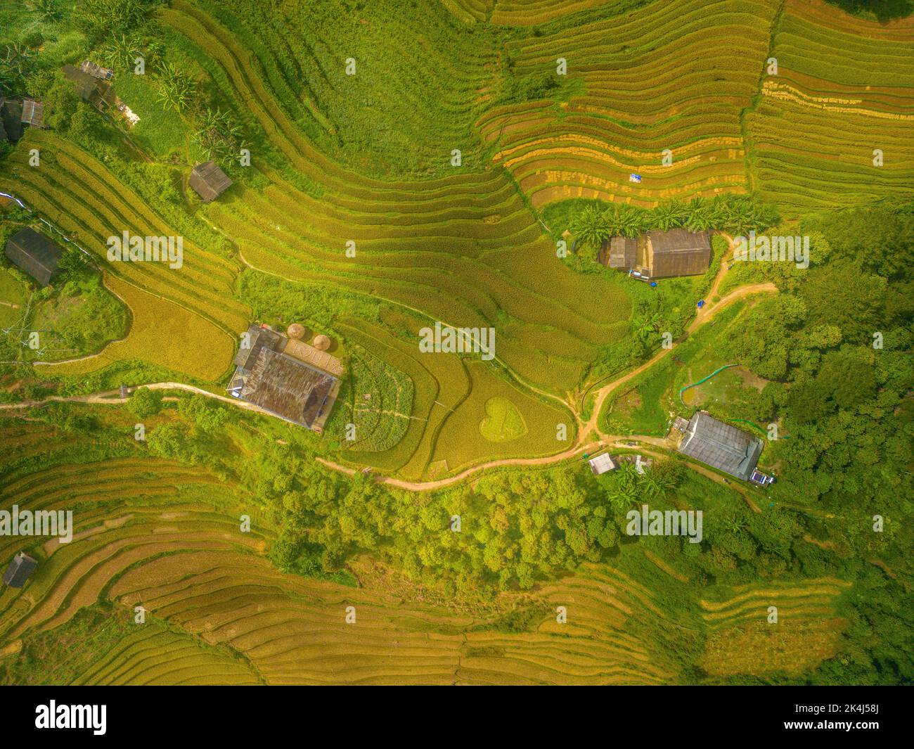 Aerial view of golden rice terraces at Mu cang chai town near Sapa city ...