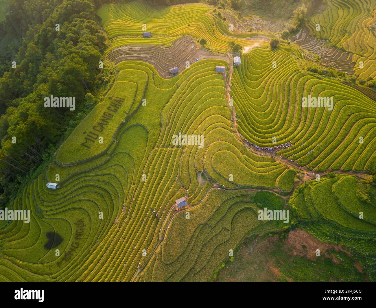 Aerial view of golden rice terraces at Mu cang chai town near Sapa city ...