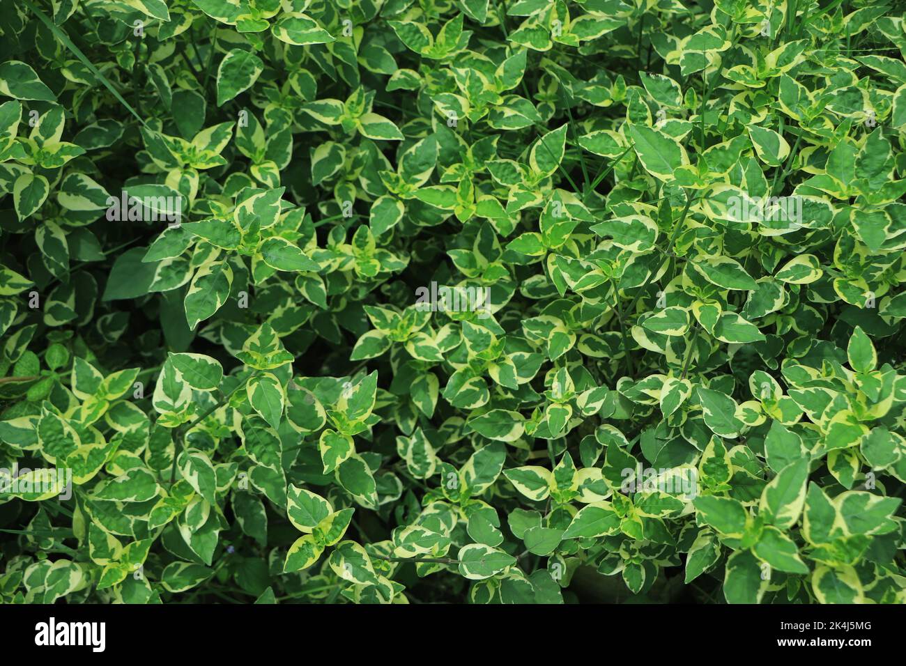 Fresh Green leaves pattern background, Natural background and wallpaper Stock Photo