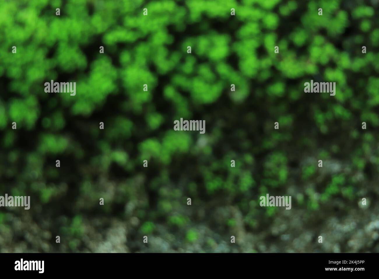 Green mossy log background for product display montages Stock Photo
