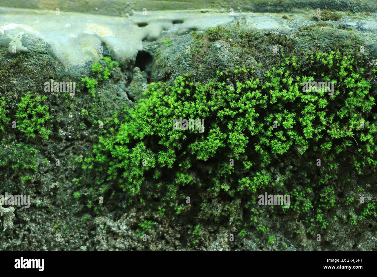 Photo depicting a bright green moss on an old stone wall. Closeup. Slovenia, Ljubljana city, Castle area. Stock Photo